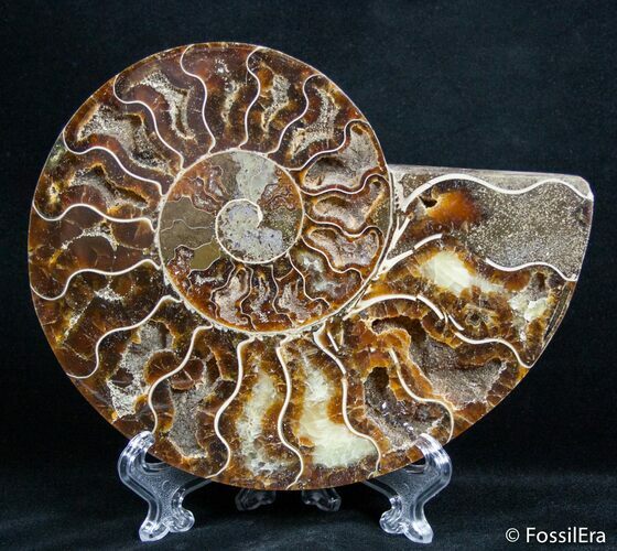 Inch Split Ammonite (Half) #2656